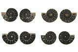 Black Cut & Polished Ammonite Fossils - 1 to 1 1/2" Size - Photo 3